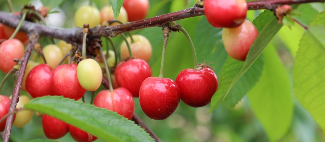 Kiraz hasreti bu sene bitiyor 